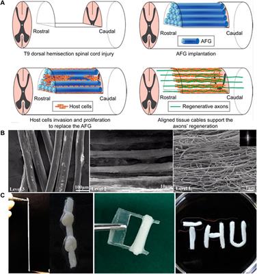 Research progress of hydrogels as delivery systems and scaffolds in the treatment of secondary spinal cord injury